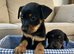 Jack Russell puppies Black and Tan
