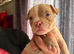 AMERICAN POCKET BULLY PUPPIES