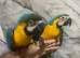 Friendly Baby HandReared Super Tame Cuddly Blue & Gold Macaw Parrot,24