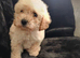Toy poodle puppies
