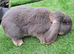 Gorgeous Giant French Lop for STUD ONLY  :) fully vaccinated and health checked :)