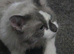Last  boy kitten left forsale