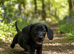 Pure black stunning dachshund boy