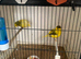 3 pair ov borders