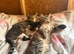 2 kittens for sale