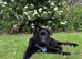 Solid Black Long Hair German Shepherd