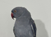 Indian Ringneck Grey & Blue Rare Colour 6 Months Old