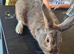 Baby rabbits