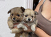 My beautiful female Pomeranian have two beautiful puppies 6 weeks old