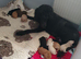 Standard poodle puppies kc registered