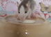 Beautiful mixed seed baby rats