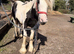 Handsome Piebald Colt