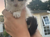 4 kittens ready now