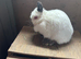 Trio of himi Netherland dwarfs