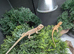Baby bearded dragons