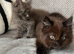Beautiful Maine Coon kittens