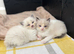 1 male available