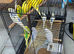 Healthy young budgies