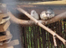 A selection of black cheeks
