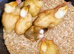 Trios Crested Miniature Appleyard ducklings