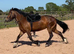 Welsh section D for 3 day loan