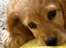 Female pup