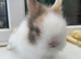 Beautiful purebred DM lion head baby bunnies