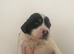 3 springer spaniel puppies