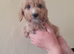 Cockapoo puppies