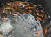 Koi for sale