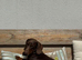 Chocolate miniature dachshund