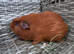 Female guinea pigs