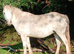 Registered Section A Brood mare
