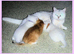 READY NOW 2 GCCF Regd Golden Shaded/Tipped British Short Hair Females