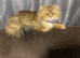 3 persian kittens left