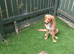 Male dog looking for home