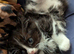 *REDUCED PRICE! Siberian x BLH kittens