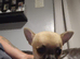 2 pups girls