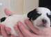 Lovely little girl looking for a lovely home
