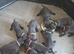 Cane corso puppies