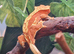 Crested geckos
