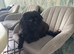 Imperial Shih Tzu KC Female