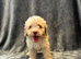 Toy poodles ready now
