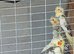 Baby pied cockatiels