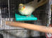 Female cockatiel around 6 years old