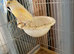 Hen Canary