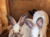 Thuringer X California 12 weeks old