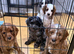 Cavapoo Puppie’s Ready Now