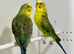 Black wing Budgies For Sale