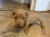 Beautiful Dashund